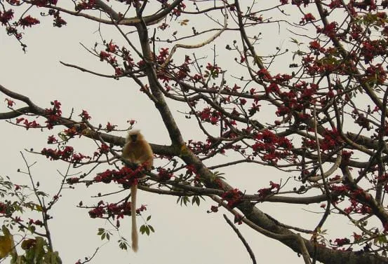 Golden langur in Manas Golden langur in Manas