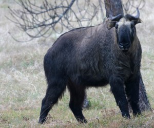 Takin the national animal of Bhutan