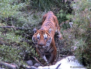 Bhutan Tiger