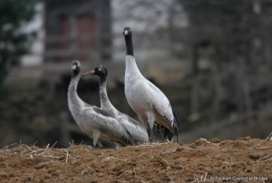 Black-Necked Crane in Bhutan