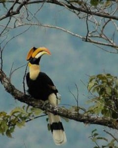 Great Hornbill in Manas Bhutan