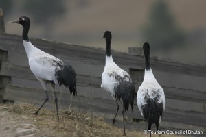 Black-necked cranes in Bhutan
