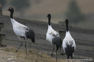 Black-necked cranes in Bhutan Black-necked cranes in Bhutan