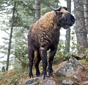 Takin in Takin Preserve Thimphu Zoo