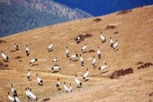 Gangtey Valley (BNC)