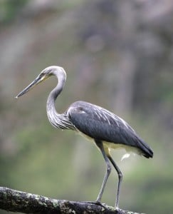 White bellied heron