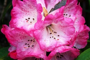 Rhododendron flowers at Lamperi, Bhutan