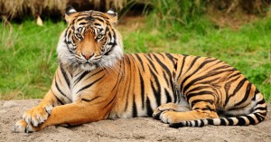 Royal Bengal Tiger, Manas, Bhutan